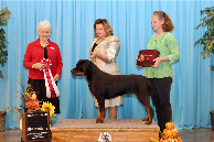 BOSS MHRC GCH Ironstone's Luck Be A Lady RATN 2017