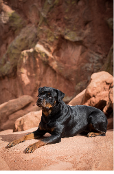 GCH Ironstone's Luck Be A Lady RATN  Garden Of The Gods